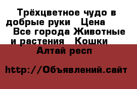 Трёхцветное чудо в добрые руки › Цена ­ 100 - Все города Животные и растения » Кошки   . Алтай респ.